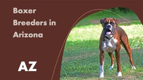 boxer breeders arizona|boxer breeders in arizona.